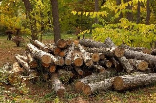 Curso Online Básico em Exploração Florestal