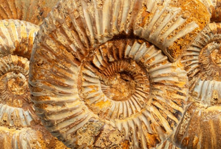 Curso Online Paleontologia e Evolução